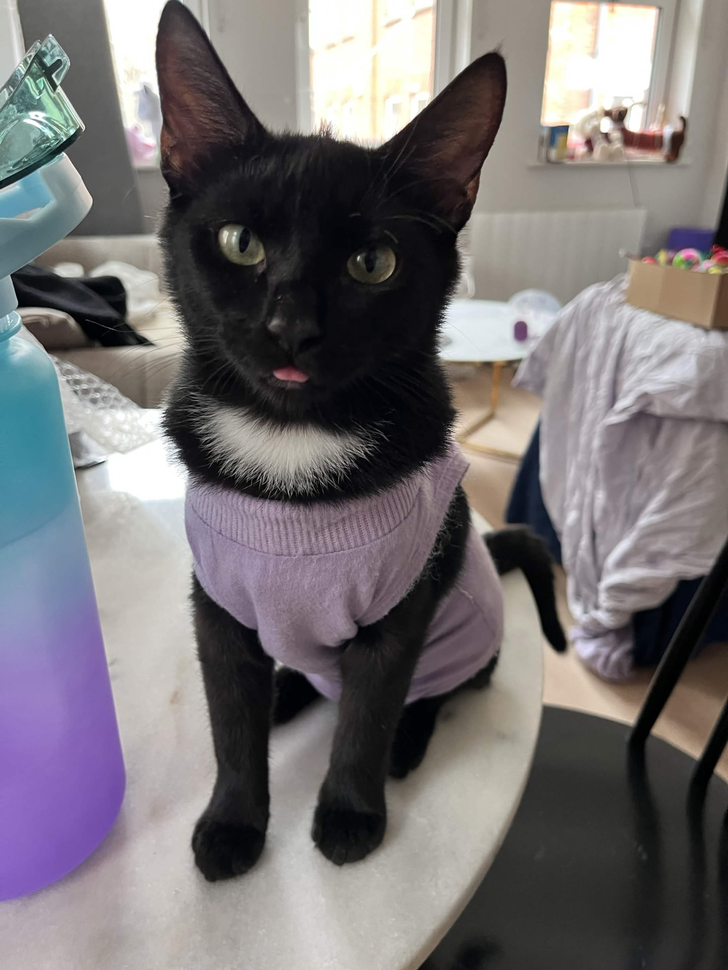 Poppy, Becca's cat, wearing a lilac jumper