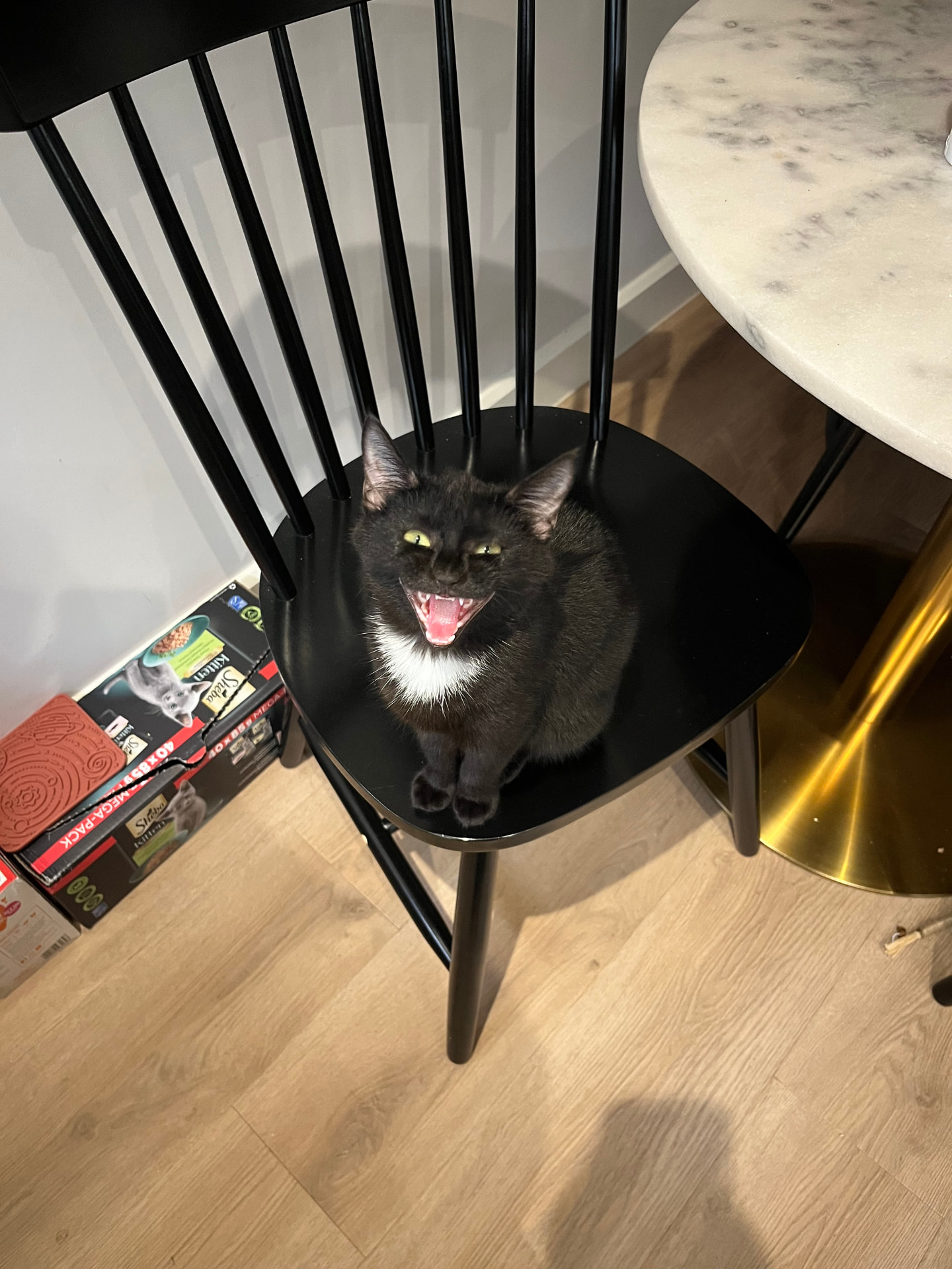 Poppy mid-yawn on a chair